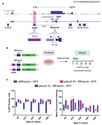 An Intronic Alu Element Attenuates the Transcription of a Long Non-coding RNA in Human Cell Lines